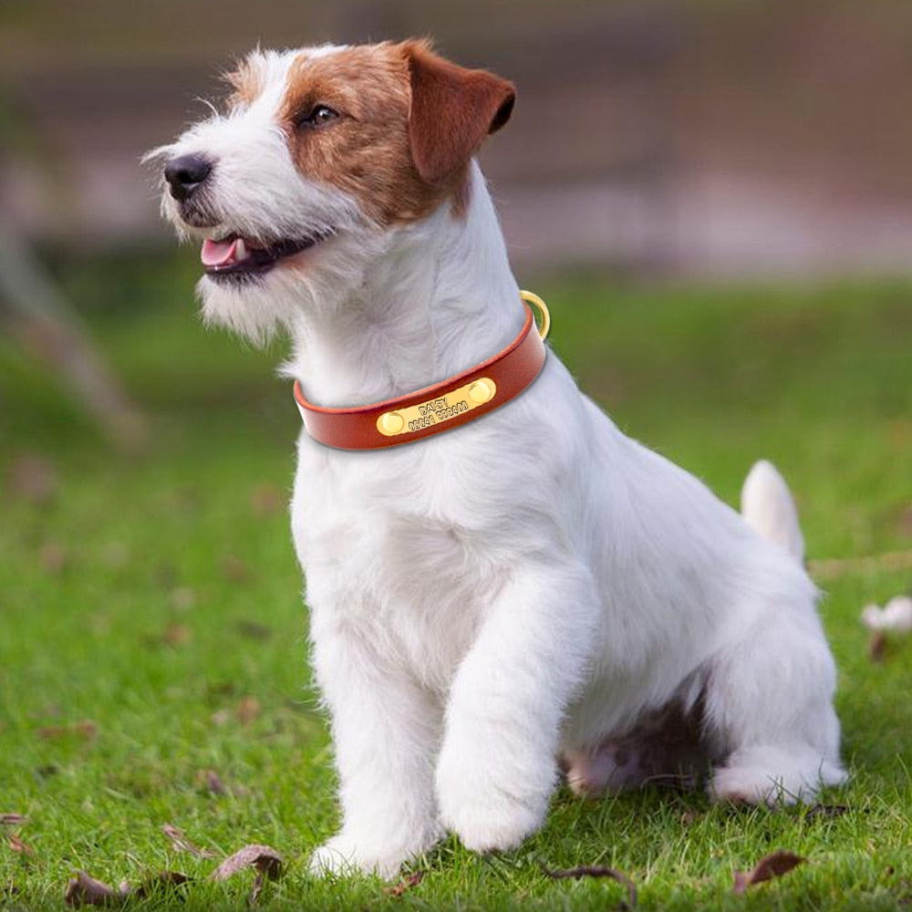 ¡Destaca con Estilo! Collar de Identificación de Piel Genuina para Mascotas - Grabado Personalizado Gratis - Mascotalux