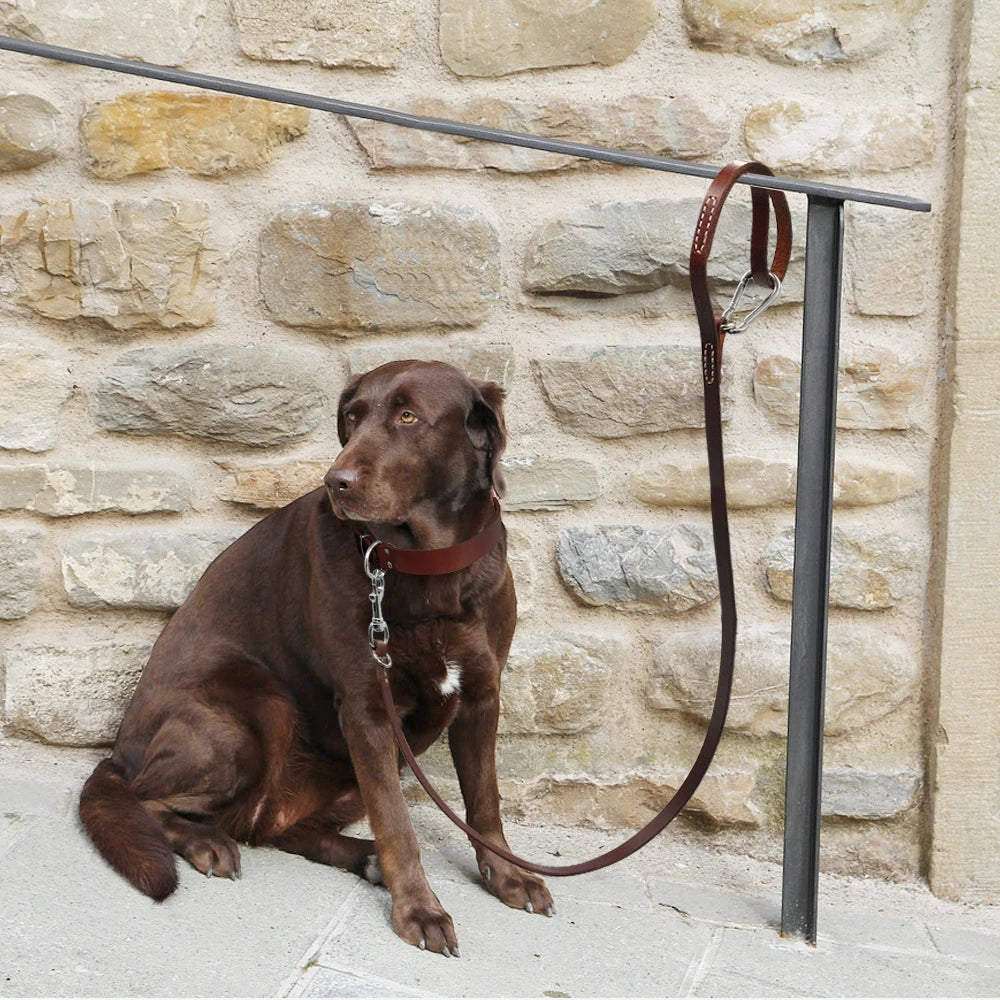 ¡Domina la aventura con nuestra Correa de Cuero para Perros Pitbull: Resistencia y Estilo en cada paso! - Mascotalux