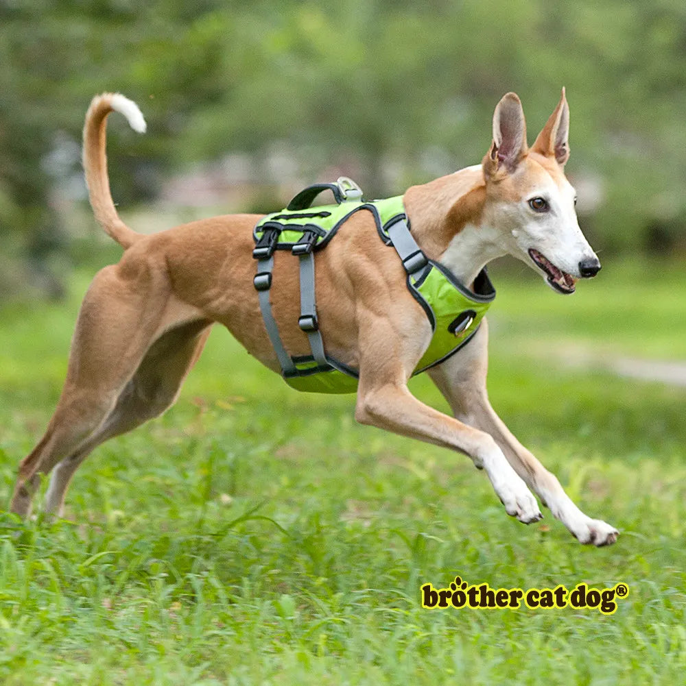 ¡Potencia la Aventura de tu Gran Compañero Peludo con Nuestro Chaleco de Entrenamiento para Perros Medianos y Grandes! - Mascotalux