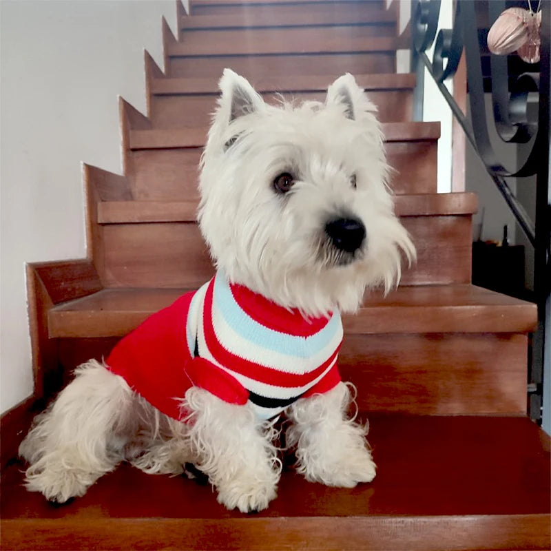 ¡Dale a tu mascota estilo y calidez este invierno con Wang Shan Meow! - Mascotalux