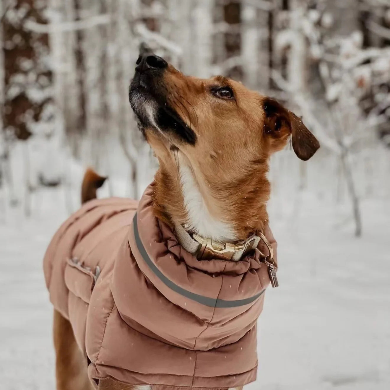 Chaqueta de invierno para perros: Protección contra frío y viento - Mascotalux
