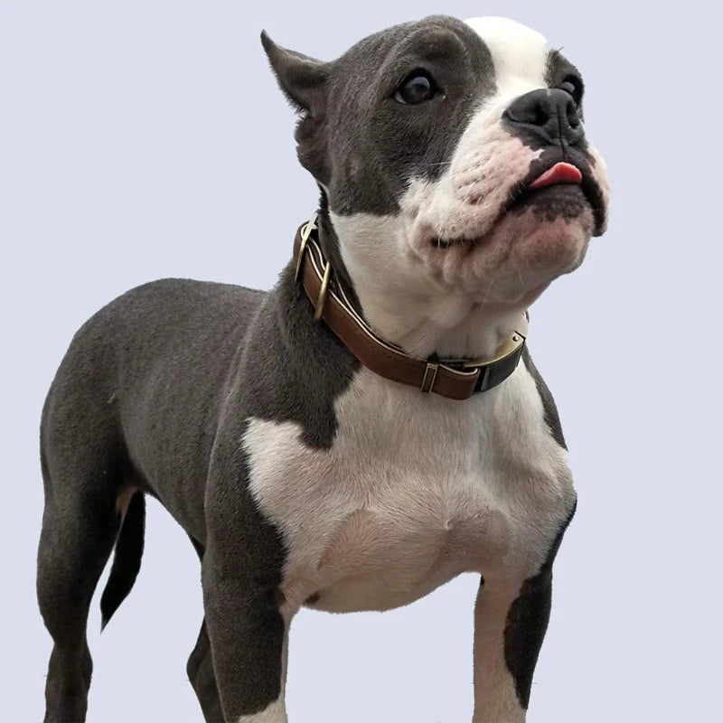 Collar de Cuero de Lujo para Perros: Comodidad y Estilo en Cada Paseo - Mascotalux