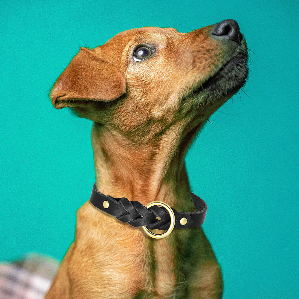 Descubre el Collar de Cuero Genuino para Perros que Impulsará la Aventura de tu Pastor Alemán! - Mascotalux
