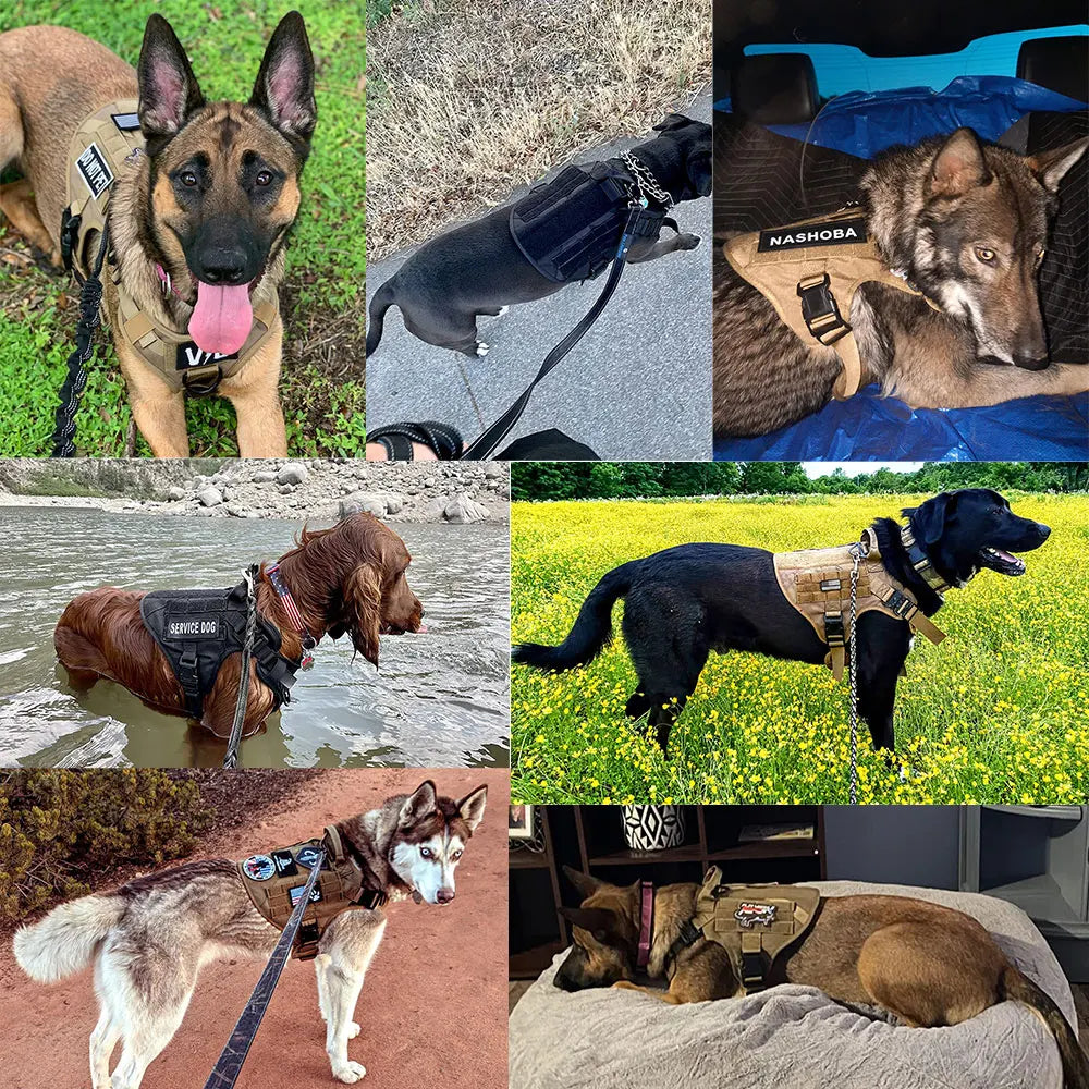 Arnés Táctico para Perros 3 Juegos: Arnés y Correa, Arnés y Correa y Collar, Conjunto. Resistente, cómodo y versátil. - Mascotalux