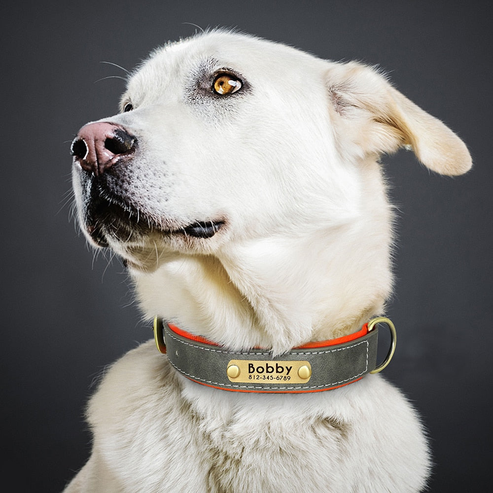 Collar con placa de identificación de cuero personalizado para perros. - Mascotalux