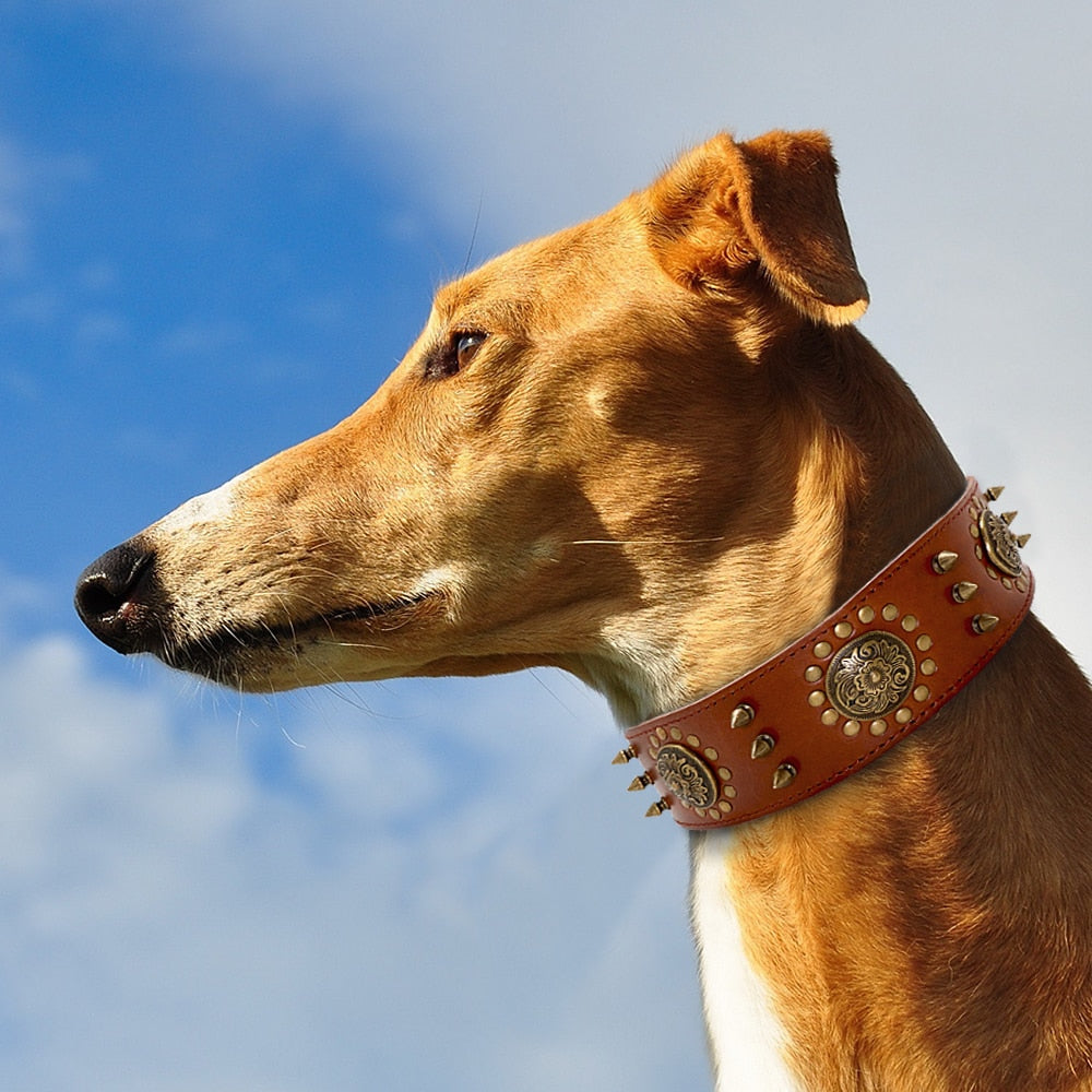 Collar de cuero para perro medianos y grandes, de cuero genuino. Pitbull - Mascotalux