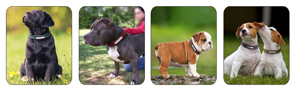 Collar de cuero personalizado para perros, medianos y grandes, accesorio trenzado y plateado con nombre, etiquetas de identificación para mascotas. - Mascotalux