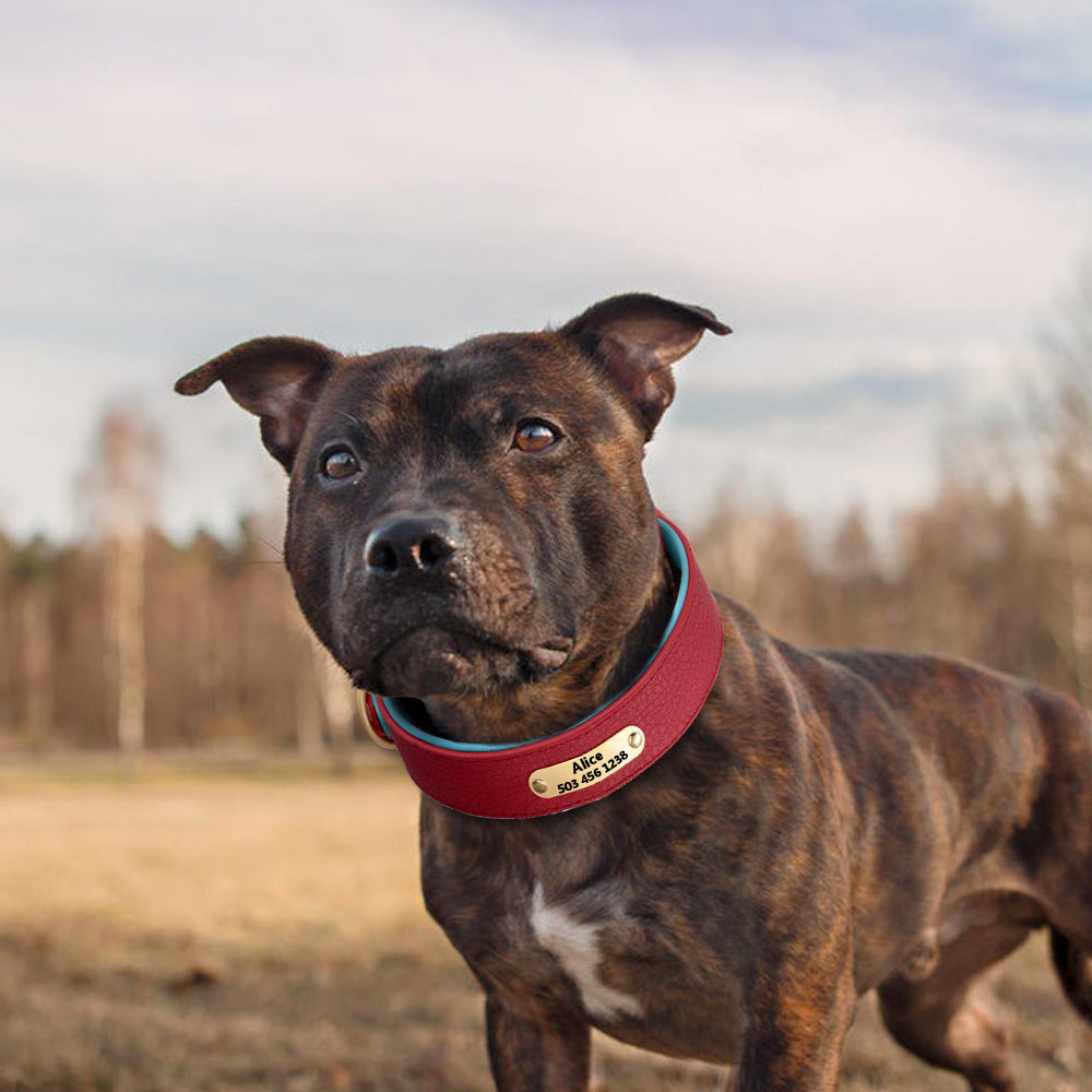 Collar con grabado personalizado para perro, acolchado de cuero, con placa de identificación personalizada, 2 capas, para perros pequeños y grandes, Pitbull - Mascotalux