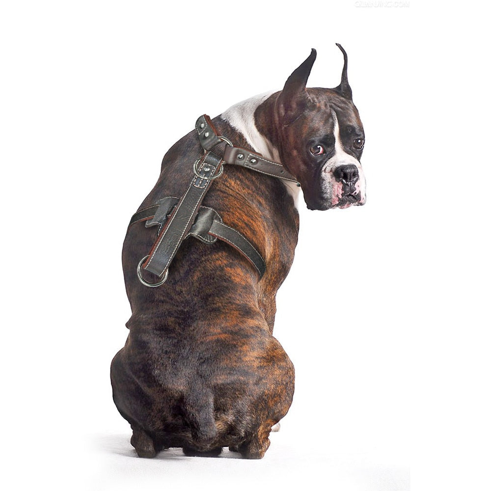 Arnés duradero para perros, arneses de cuero auténtico. - Mascotalux