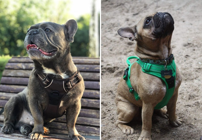Arnés reflectante y duradero para perros. - Mascotalux