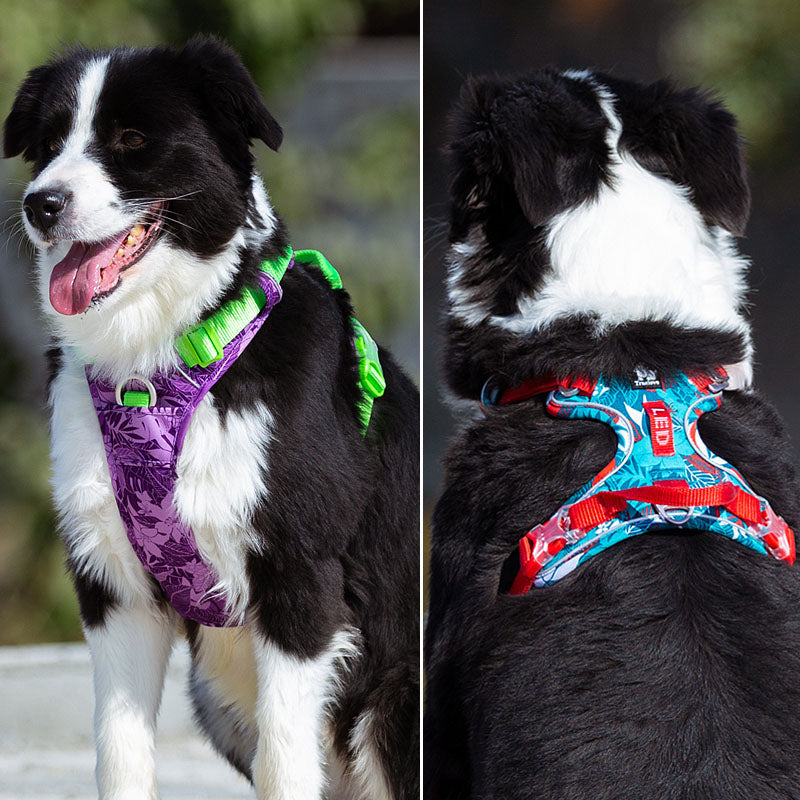 Arnés para perros sin tirón, chaleco, arnés suave reflectante de nylon para mascotas. - Mascotalux