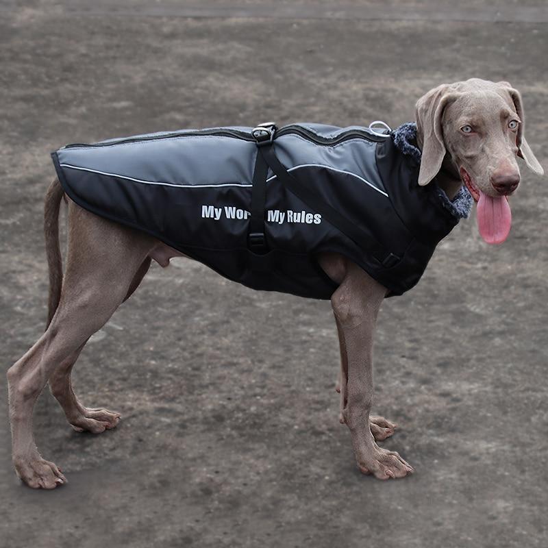 Ropa cálida de invierno para perro Labrador, chaqueta con arnés. - Mascotalux