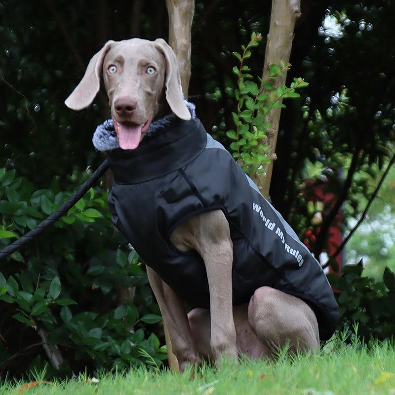 Ropa cálida de invierno para perro Labrador, chaqueta con arnés. - Mascotalux