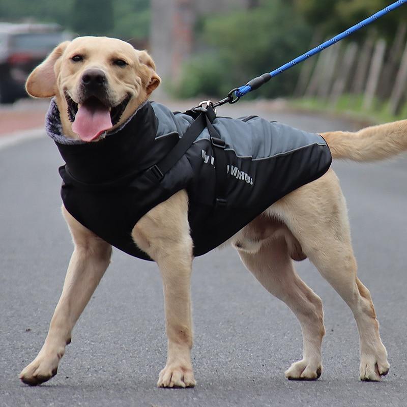 Ropa cálida de invierno para perro Labrador, chaqueta con arnés. - Mascotalux