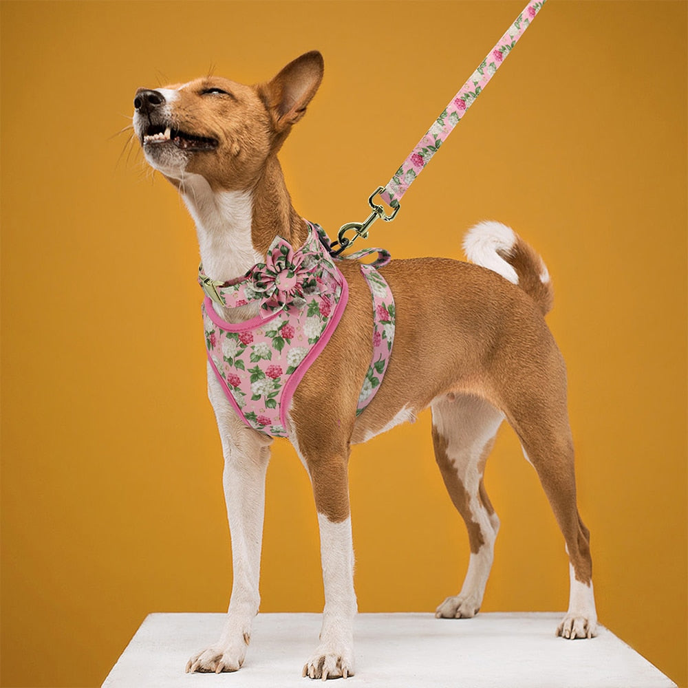 Arnés y correa para perro. Collar de perro personalizado. - Mascotalux