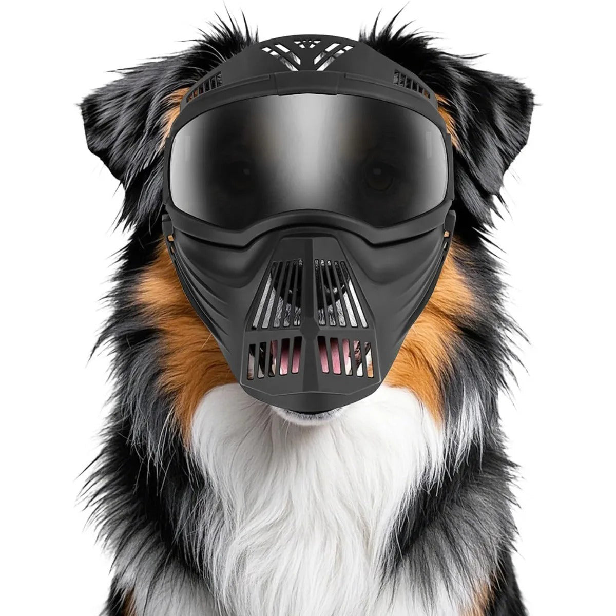 ¡Protege a tu perro con estilo y seguridad al aire libre! 🕶️🐶
