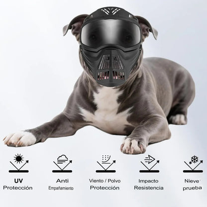 ¡Protege a tu perro con estilo y seguridad al aire libre! 🕶️🐶