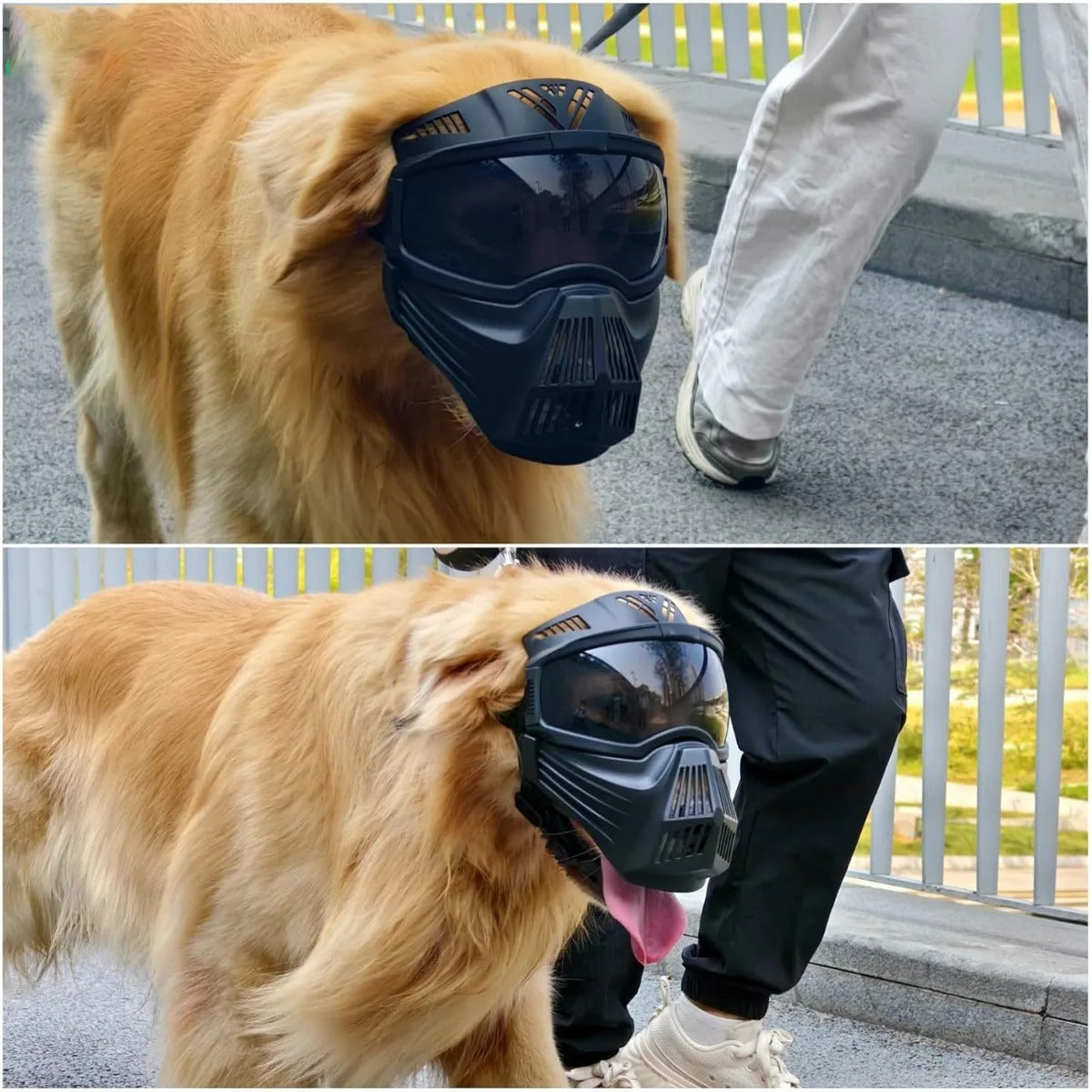 ¡Protege a tu perro con estilo y seguridad al aire libre! 🕶️🐶