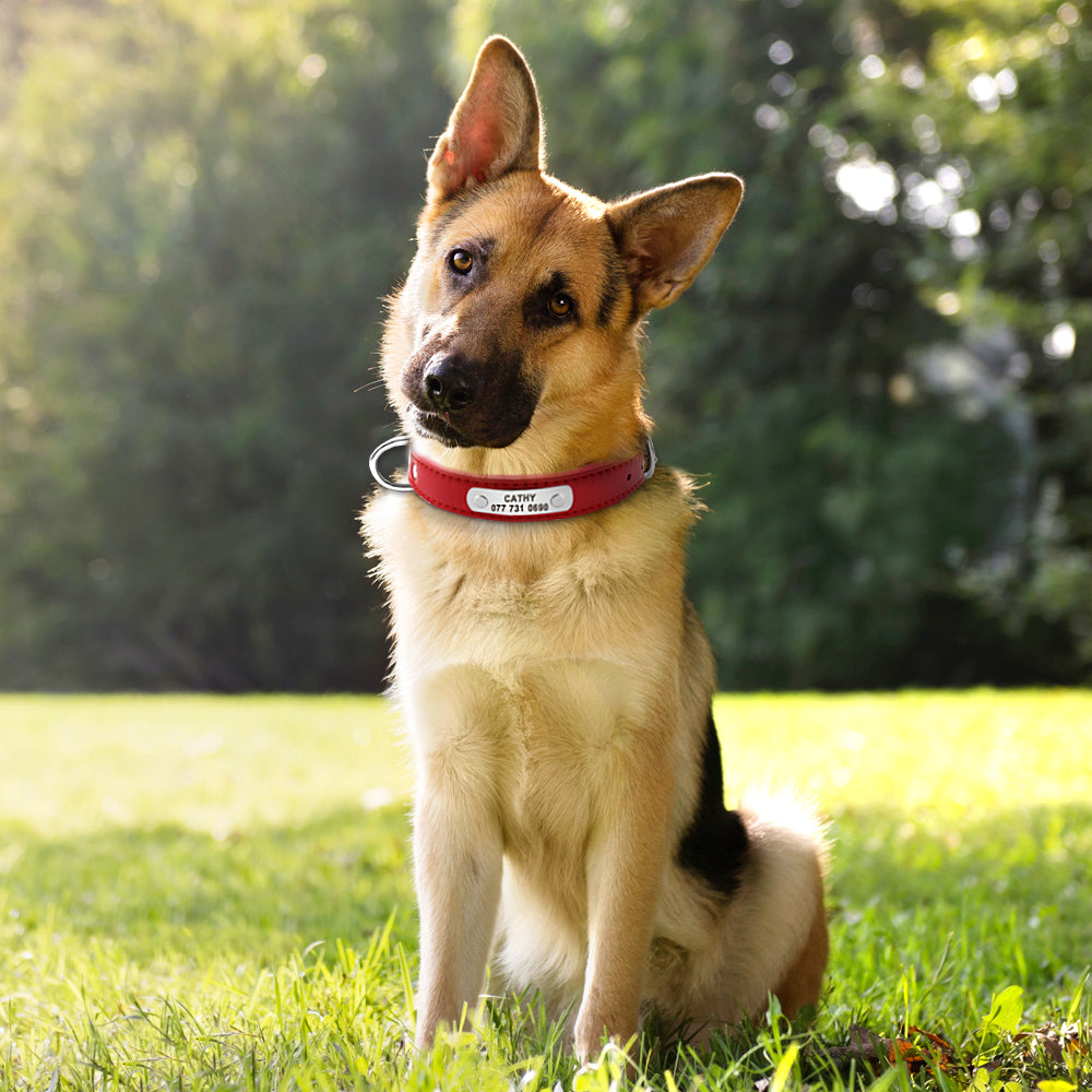 Collar para perros personalizado, accesorio para mascotas de piel sintética.