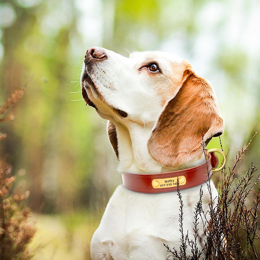 ¡Destaca con Estilo! Collar de Identificación de Piel Genuina para Mascotas - Grabado Personalizado Gratis