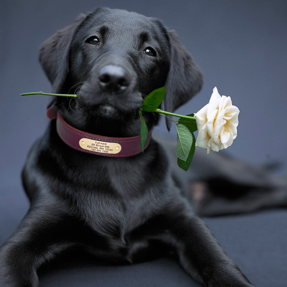 Collar de piel auténtica para perro, placa personalizada con el nombre del perro.