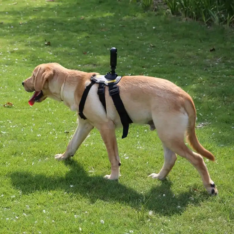 🎥 Convierte a tu perro en el camarógrafo más adorable del mundo 🐶📸