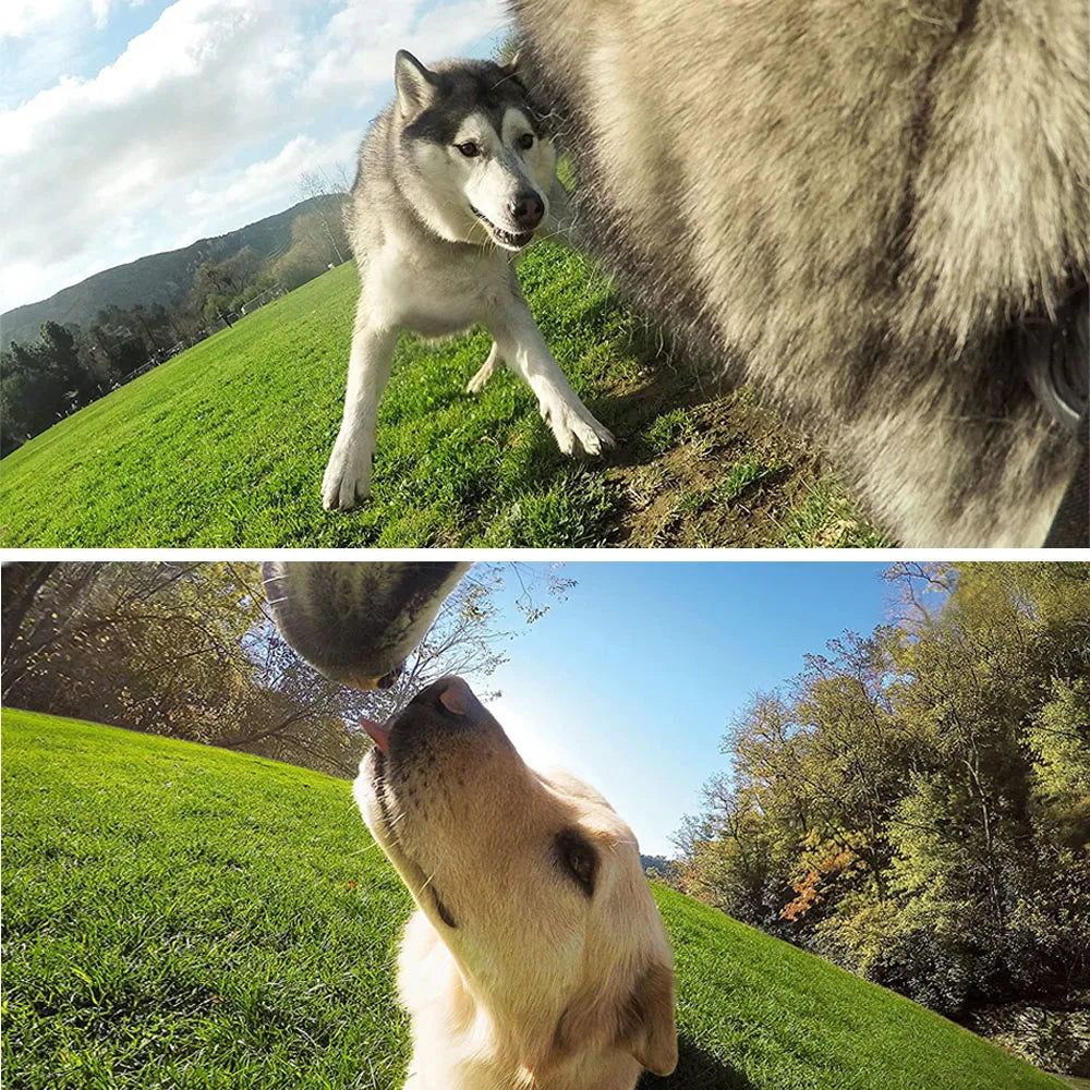 🎥 Convierte a tu perro en el camarógrafo más adorable del mundo 🐶📸