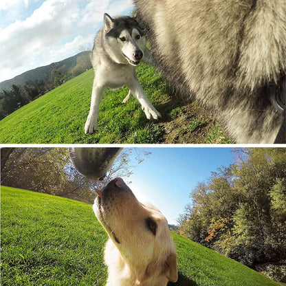 🎥 Convierte a tu perro en el camarógrafo más adorable del mundo 🐶📸