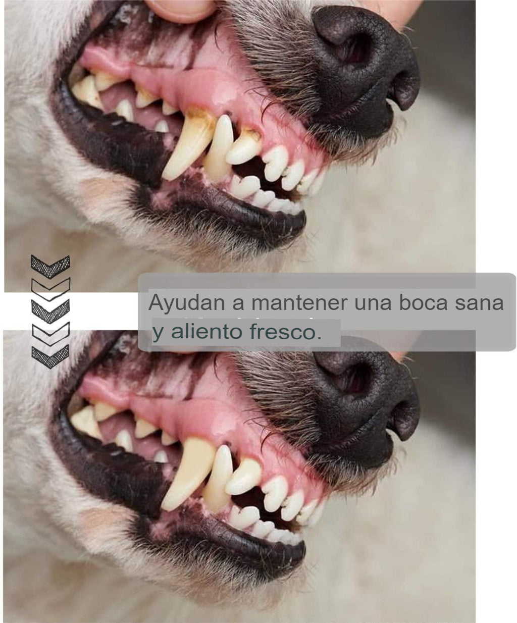 Juguete de limpieza dientes para perro, palo de limpieza molares de hueso de cuero de vaca