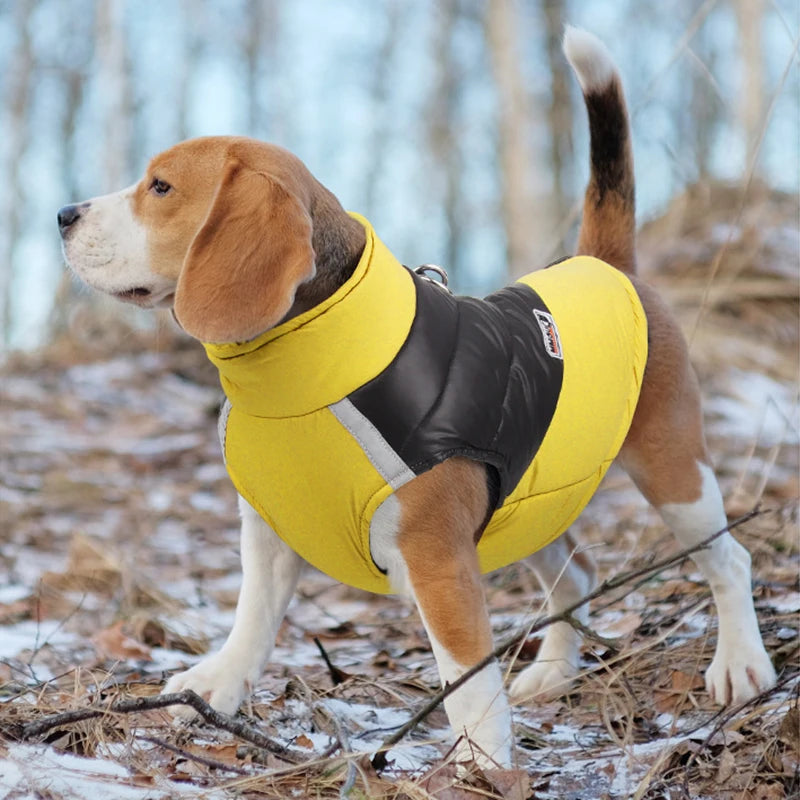 Abriga a Tu Mejor Amigo con Estilo: Ropa Impermeable para Perros de Invierno