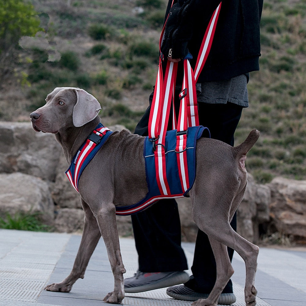 ¡Recupera la Movilidad de tu Compañero Peludo con Nuestro Arnés de Elevación para Perros y Mascotas!