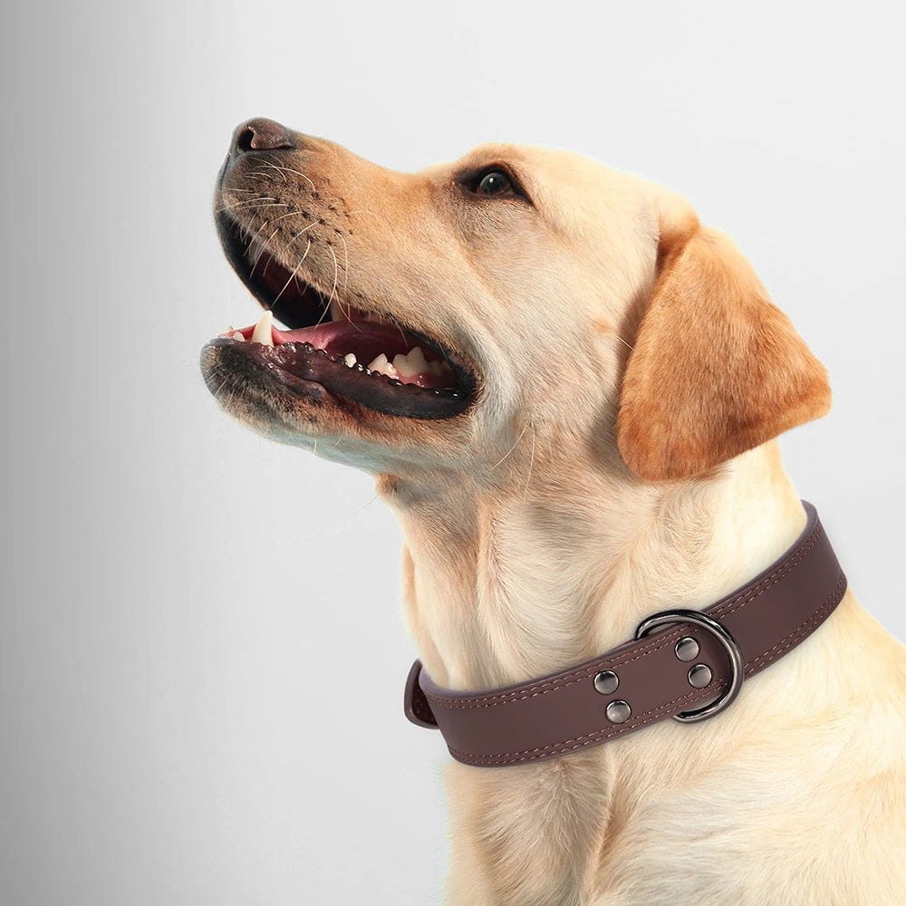 Collar de Cuero para Perros: Comodidad y Estilo Todo el Año