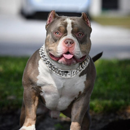 Collar de cadena de acero inoxidable Perro dorado Pitbull Bulldog.