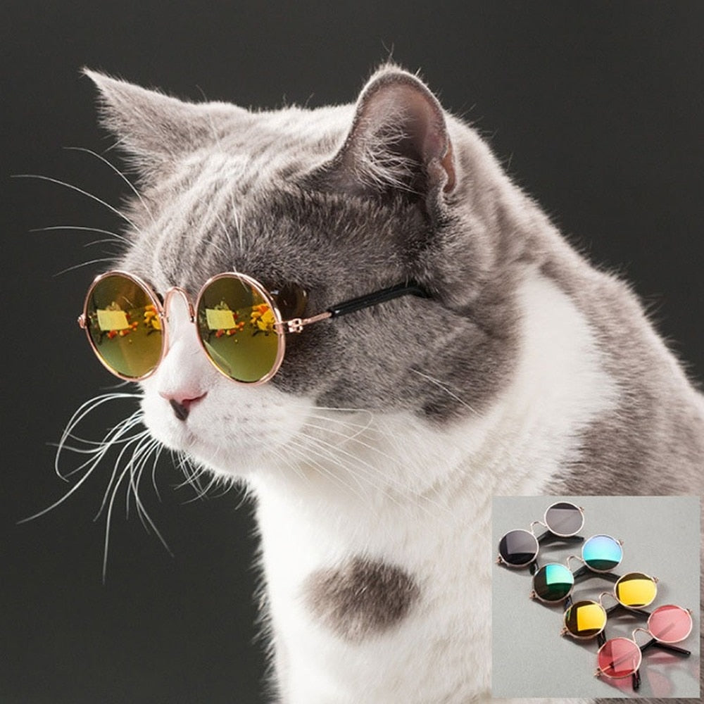 Protege los ojos de tu mascota con estas gafas de metal para perros y gatos. ¡Te sorprenderá lo bien que le quedan!