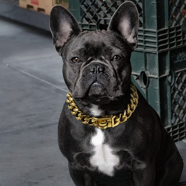 Collar de cadena de acero inoxidable Perro dorado Pitbull Bulldog. - Mascotalux